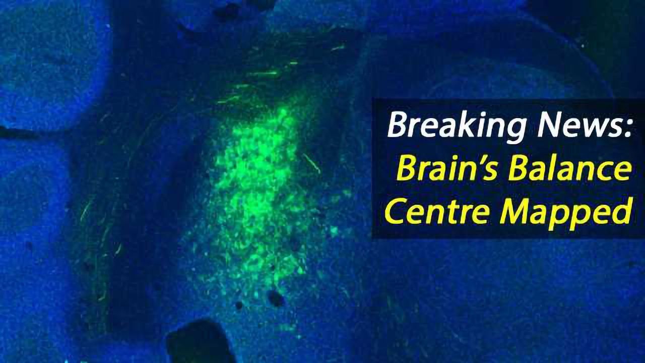 Two Cell Types Make Up The Brain's Balance Centre in Lateral Vestibular Nucleus