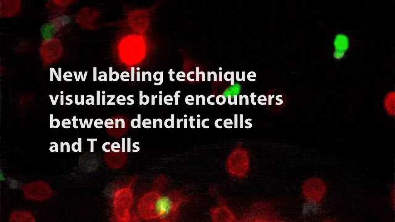 New Tool Can Track “Kiss-and-Run” Communication Between Cells