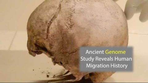 Genome Study Uncovers Origin of Farming in Europe
