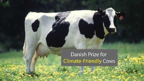 Danish Prize Goes to Geneticists for Climate-Friendly Cows