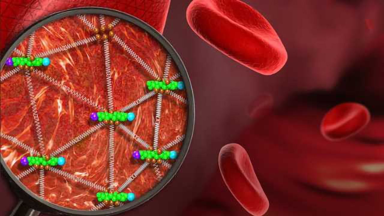 Super-resolution Microscopy Reveals Fine Detail of Cellular Mesh