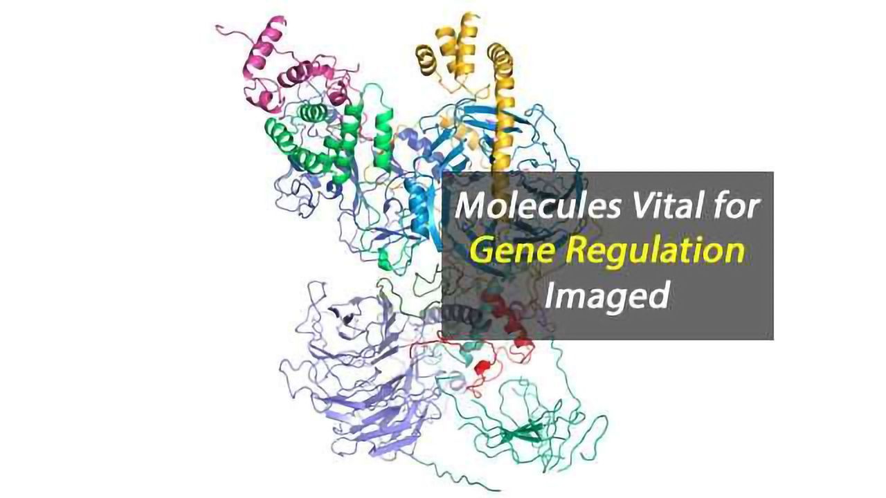 Silencing Is Golden: Scientists Image Molecules Vital for Gene Regulation