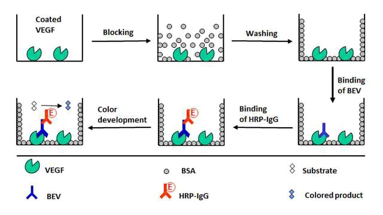 Highly Sensitive ELISA Technique for Bevacizumab Bioanalysis
