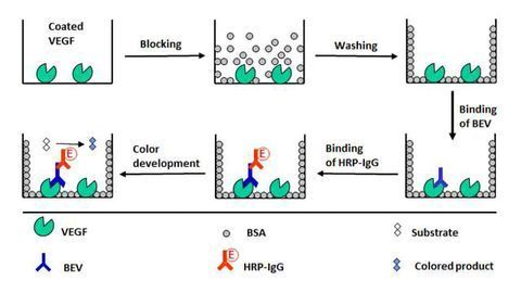 Highly Sensitive ELISA Technique for Bevacizumab Bioanalysis