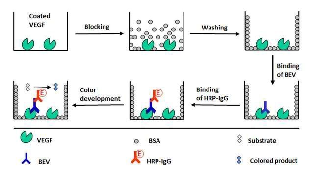 贝伐单抗生物分析法的高度敏感的ELISA技术内容块的形象