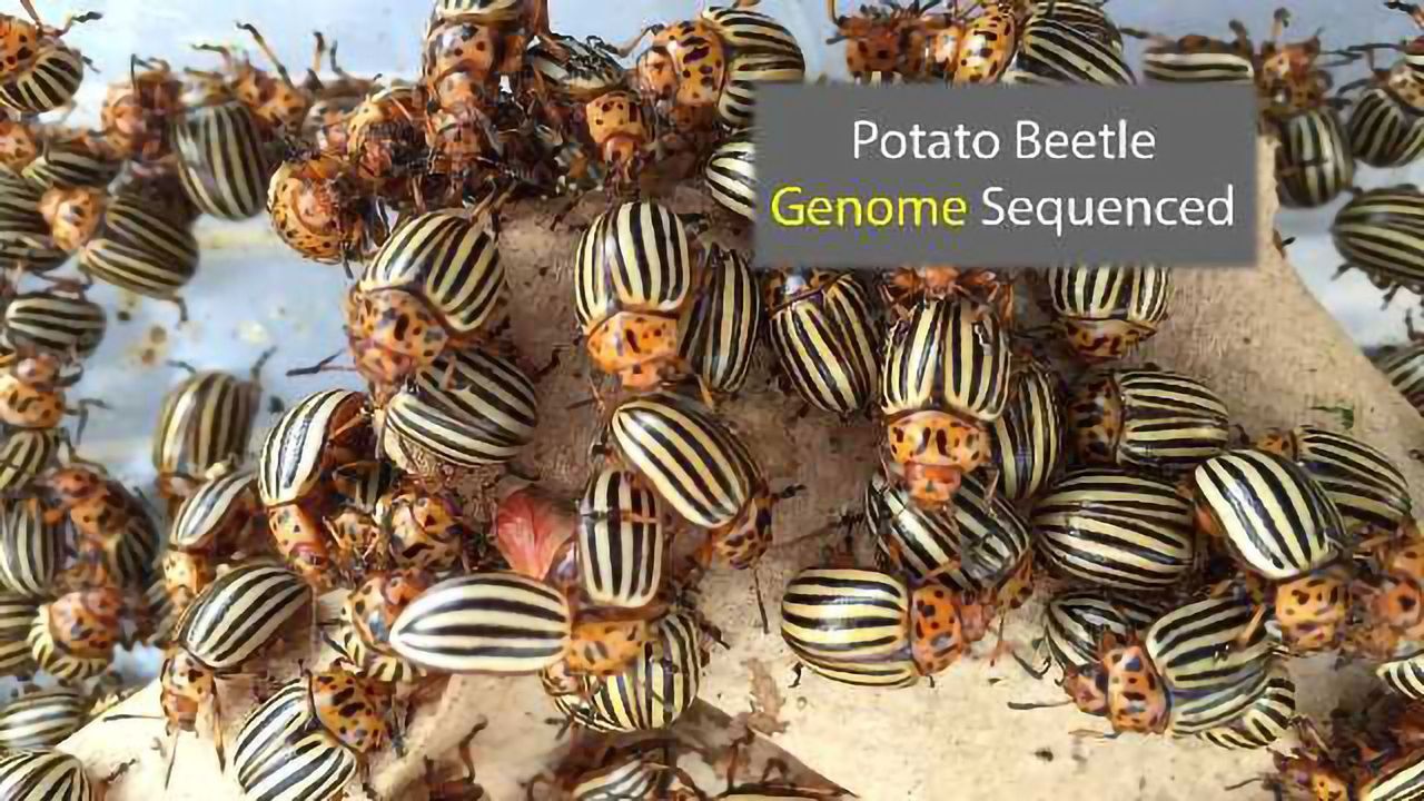 Potato Beetle Genome Raises More Questions Than Answers On Infamous Pest