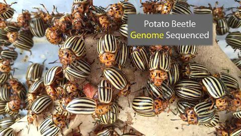 Potato Beetle Genome Raises More Questions Than Answers On Infamous Pest