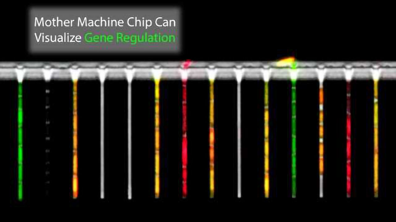 The Mother of All Chips: New Technology Combines Microfluidics With Image Analysis