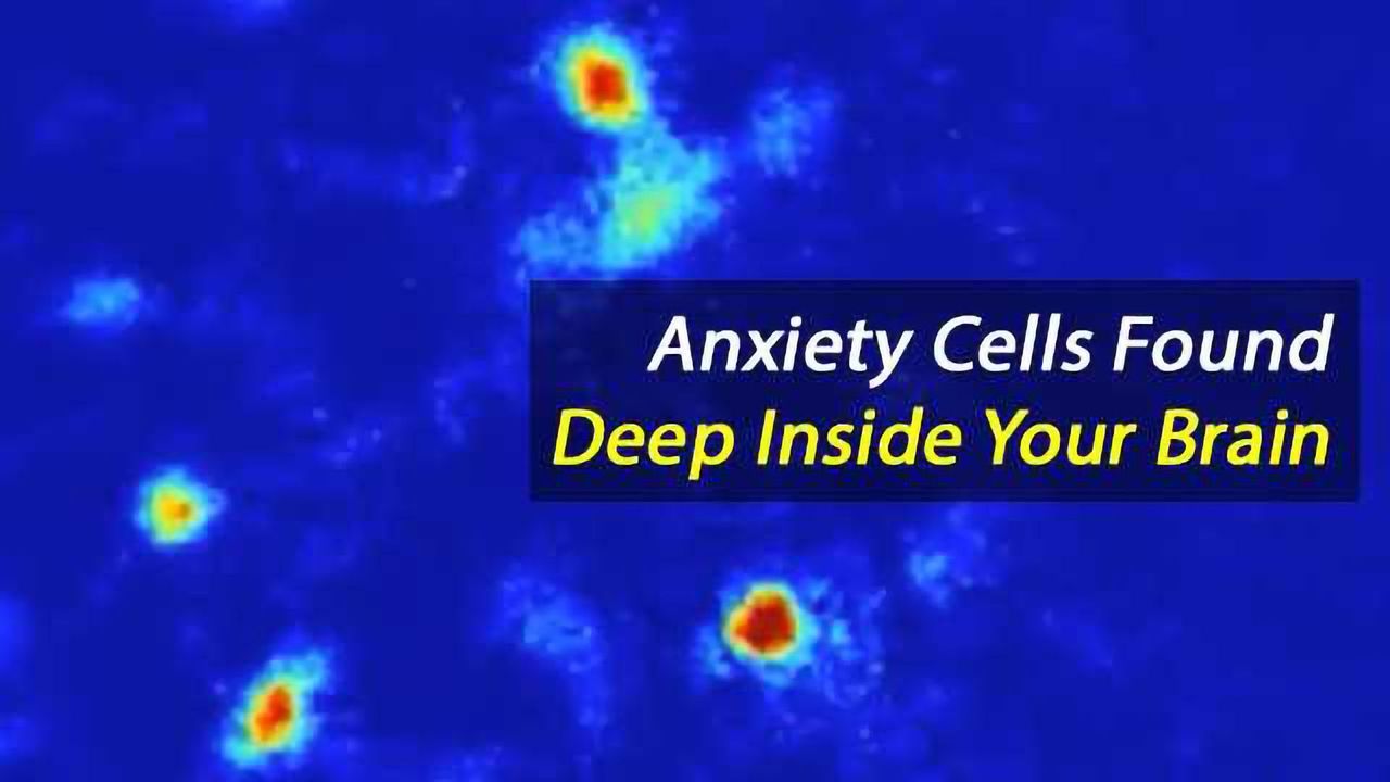 Hippocampal Cells Fire When The Animal is in a Threatening Environment, Signal Anxiety