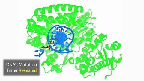 In-Built Timer Determines DNA's Mutation Rate