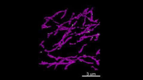 Sparse 'Active-Zone-Like' Release Sites for Dopamine Discovered