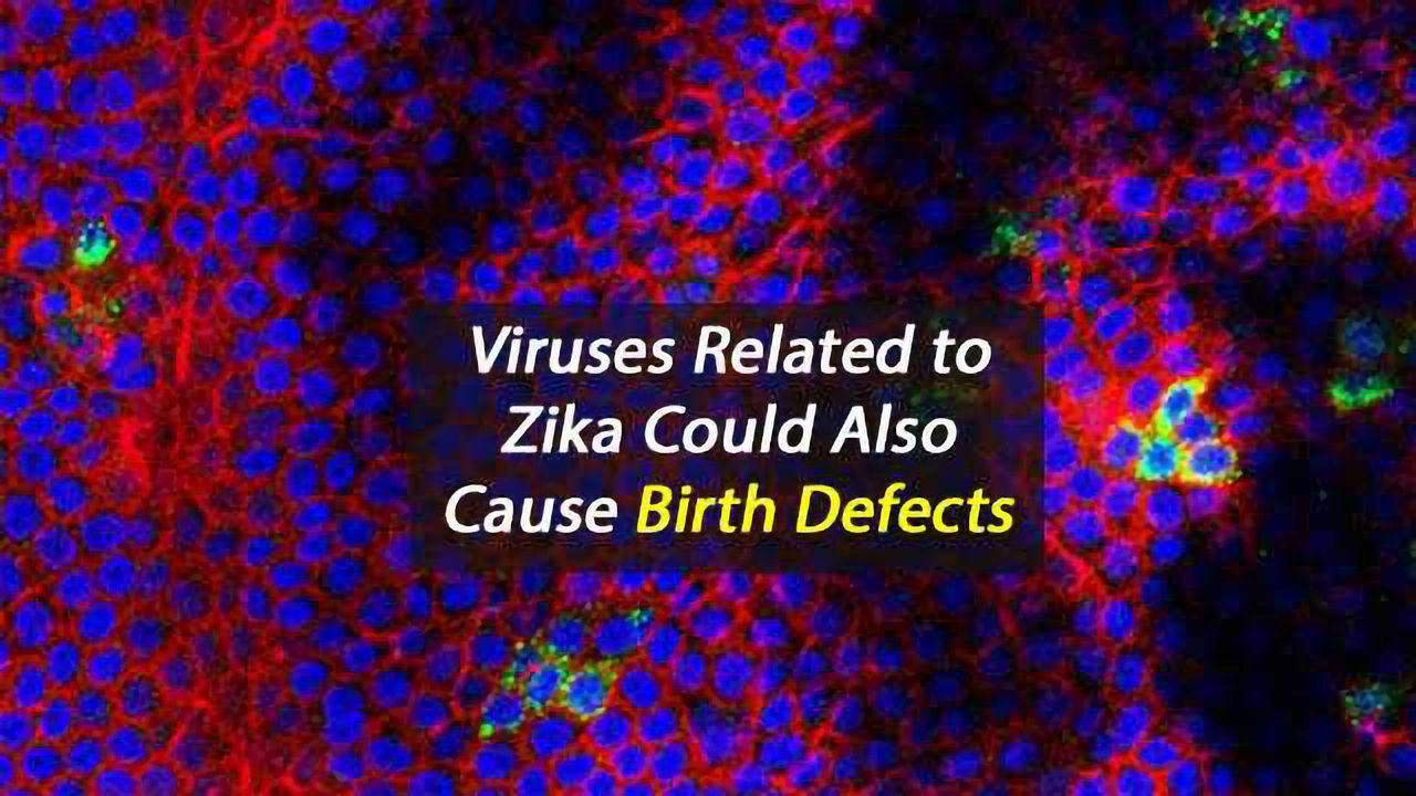 Viruses Related to Zika May Also Harm Fetuses