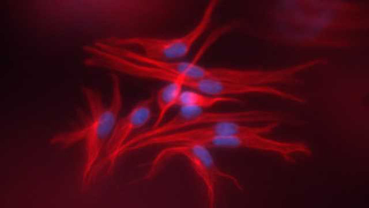 Lonza to Present Latest Research at the Society of Toxicology Meeting