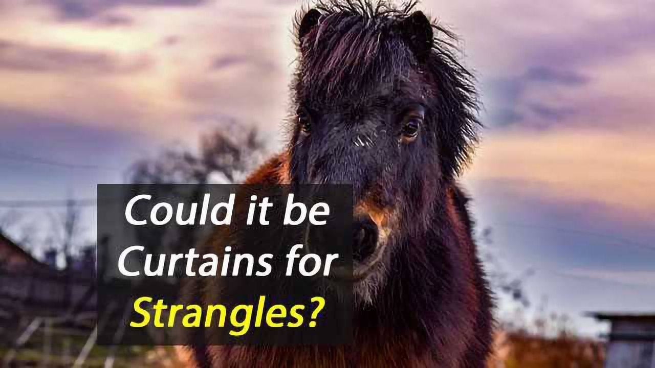 Strangvac Vaccine Holds Promise for Strangles in Horses