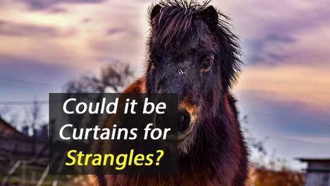 Strangvac Vaccine Holds Promise for Strangles in Horses Strangvac Vaccine Holds Promise for Strangles in Horses