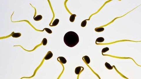 What Makes a Good Egg?