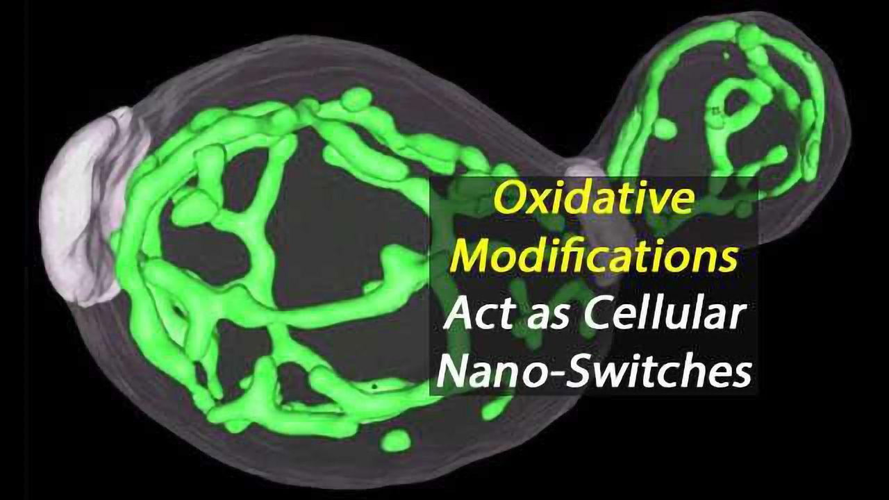 Nano-Switches in the Cell