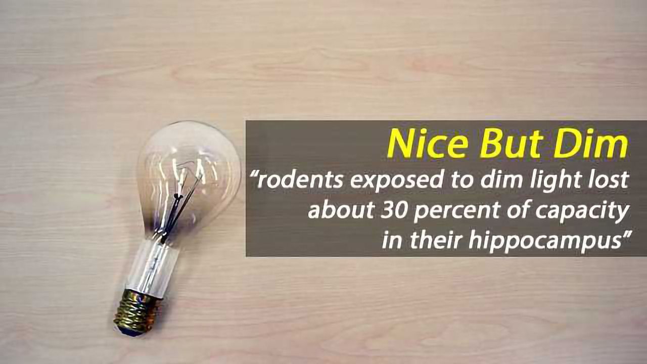 Nile Grass Rat Sheds Light on How Dim Lighting Might Be Compromising Brain Function
