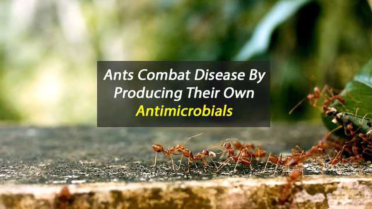 Ants As A Source of Novel Antibiotics?