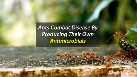 Ants As A Source of Novel Antibiotics?