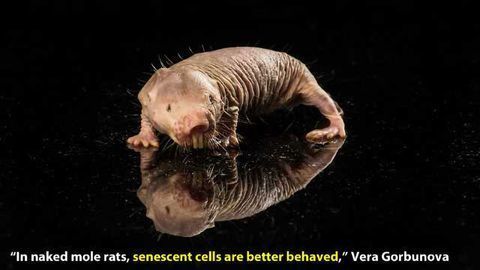 Is Cellular Senescence the Key to Naked Mole Rats’ Long, Cancer-free Life?