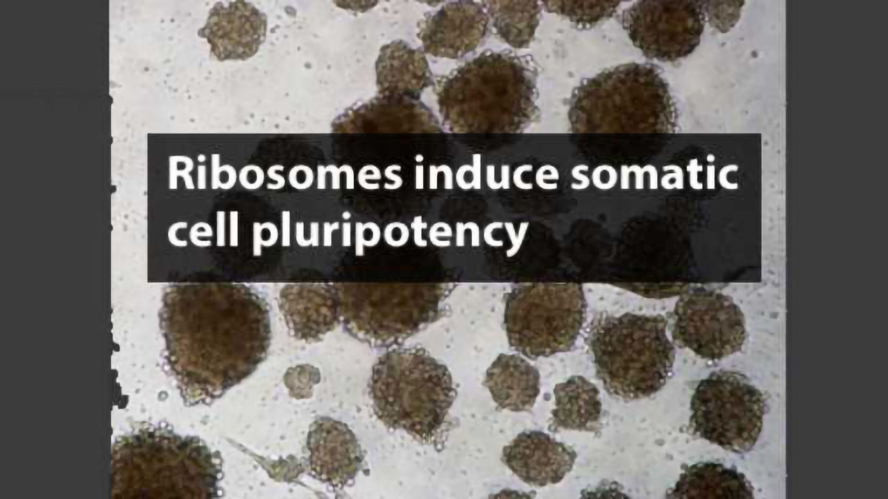 Ribosomes Found to Induce Somatic Cell Pluripotency