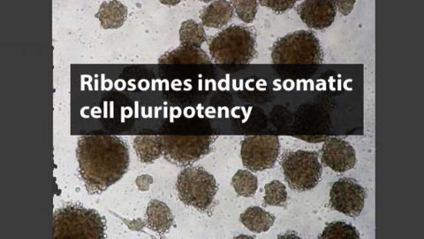 Ribosomes Found to Induce Somatic Cell Pluripotency