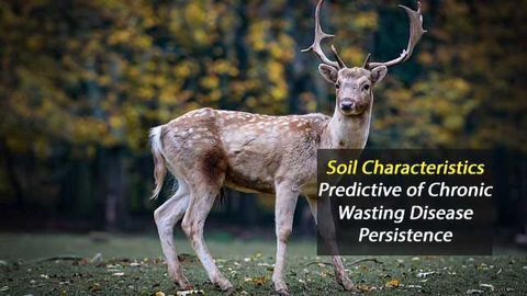Soil Characteristics Predictive For Chronic Wasting Disease Persistence