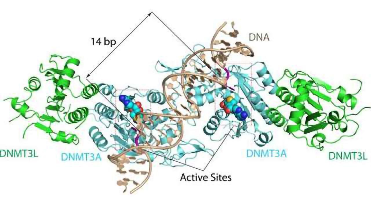 Crystal Structure Solved for an Enzyme That Plays a Key Role in DNA Methylation