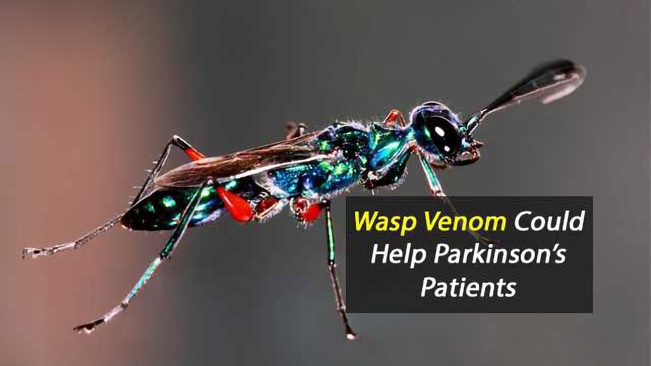 Mind-Controlling Molecules From Wasp Venom Could Someday Help Parkinson’s Patients