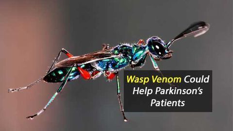 Mind-Controlling Molecules From Wasp Venom Could Someday Help Parkinson’s Patients