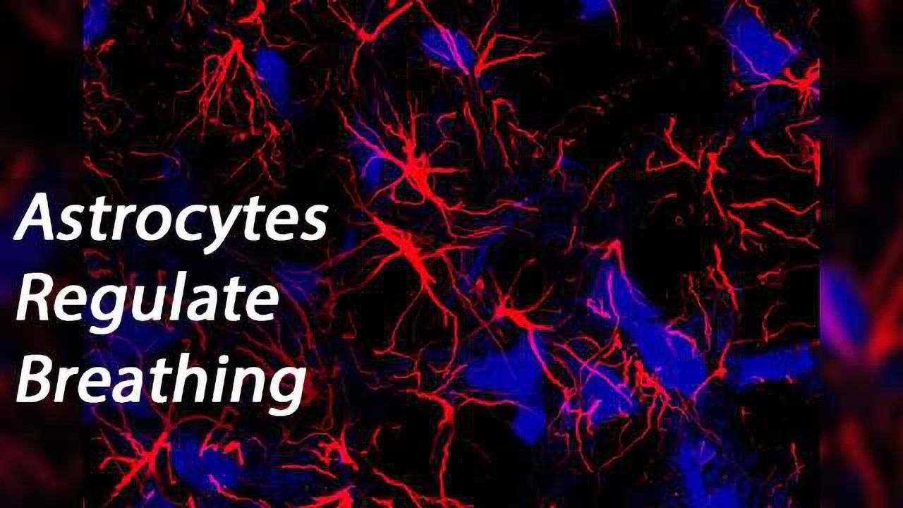 Astrocytes Regulate Breathing Rhythms