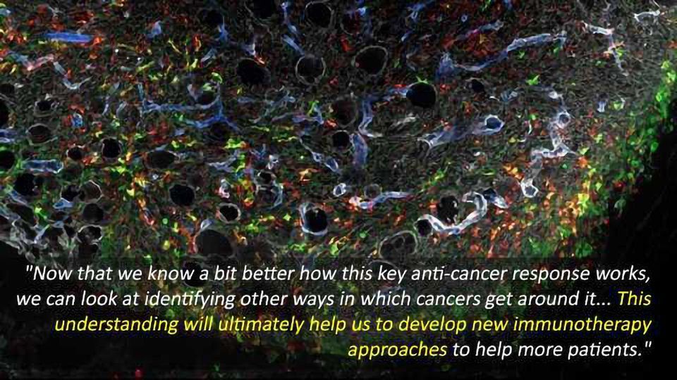 Molecular Could Improve Cancer Immunotherapies Technology