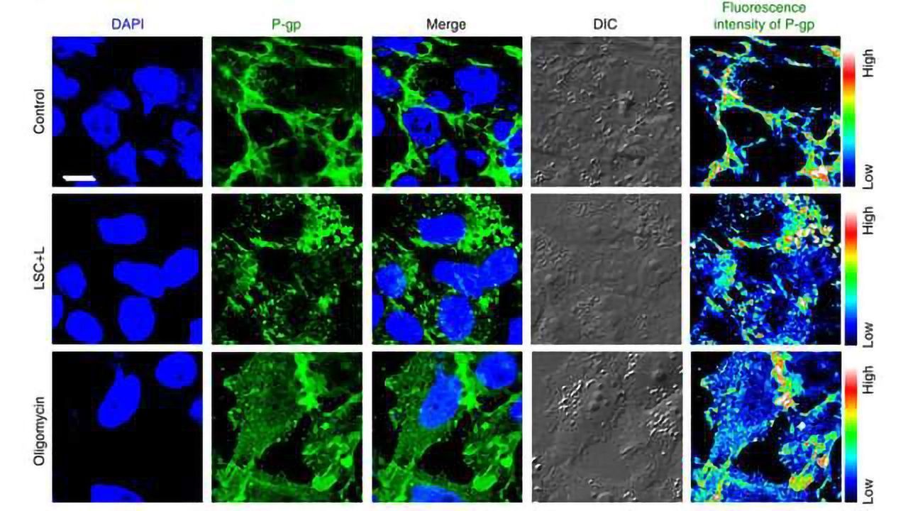 Breakthrough Approach to Combat Cancer Drug Resistance