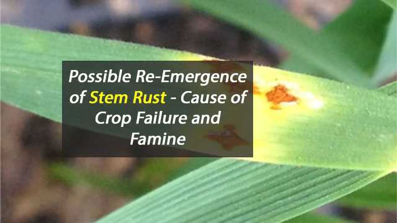 Forgotten Crop Pathogen Re-Emerges After 60 Years?