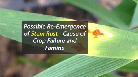 Forgotten Crop Pathogen Re-Emerges After 60 Years?