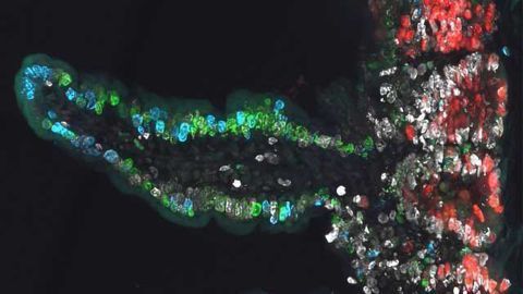 Scientists Develop a ‘Third Eye’ to Examine Stem Cells