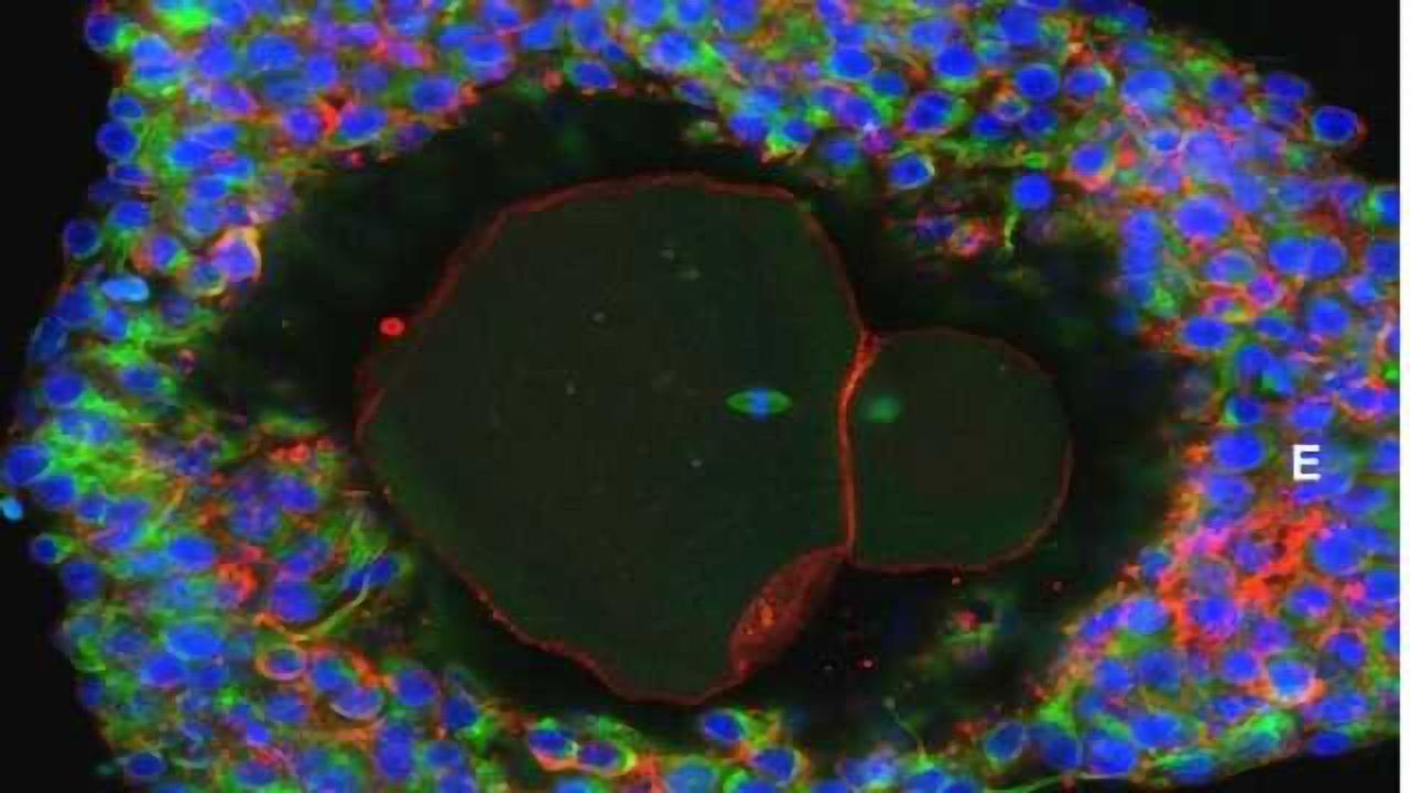 Lab-grown Eggs Could Aid Fertility Treatments