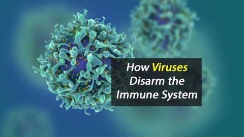 How Viruses Disarm the Immune System