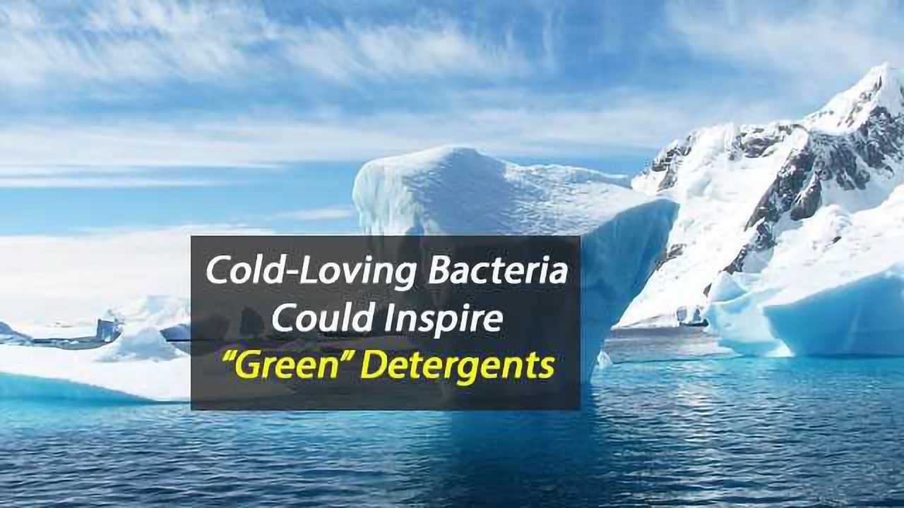 Extremophile Bacteria Could Hold Key to "Green" Detergents