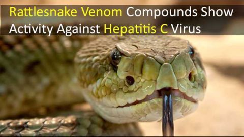Rattlesnake Venom Compounds Show Activity Against Hepatitis C Virus
