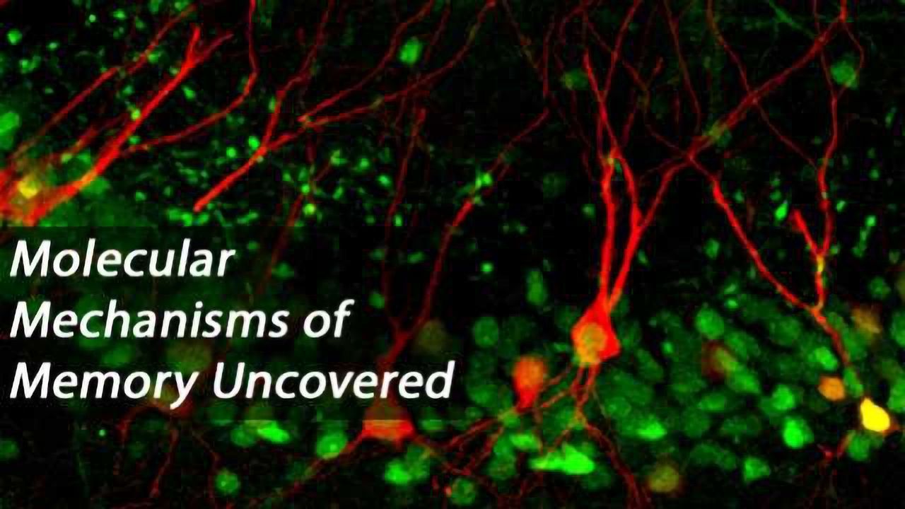 Transcriptional Regulation of Memory Formation in the Hippocampus
