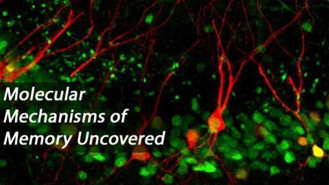 Transcriptional Regulation of Memory Formation in the Hippocampus