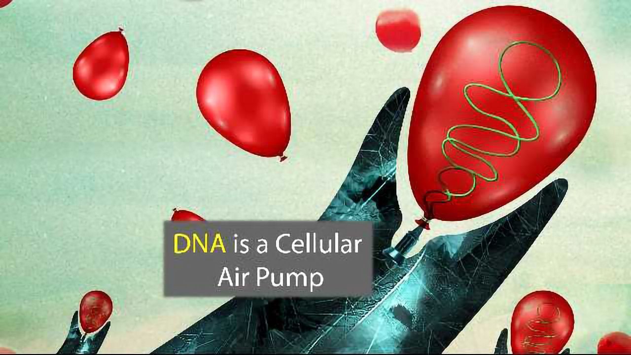 A New Role For DNA: The Cell's Air Pump