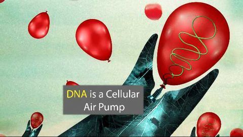 A New Role For DNA: The Cell's Air Pump