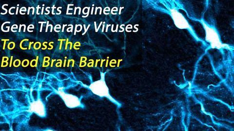 Gene Therapy Viruses Engineered to Cross the Blood Brain Barrier