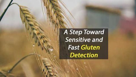 Biosensor Improves Gluten Detection