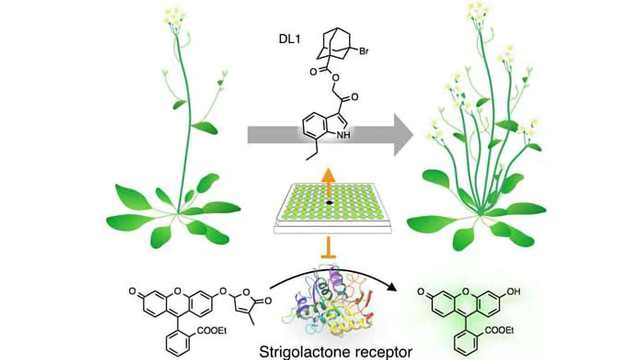 Plant Branching Chemical That Could Improve Crop Production