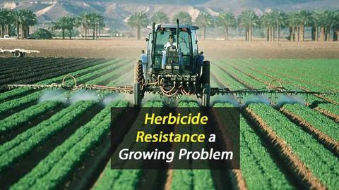 Put Aside the Herbicide
