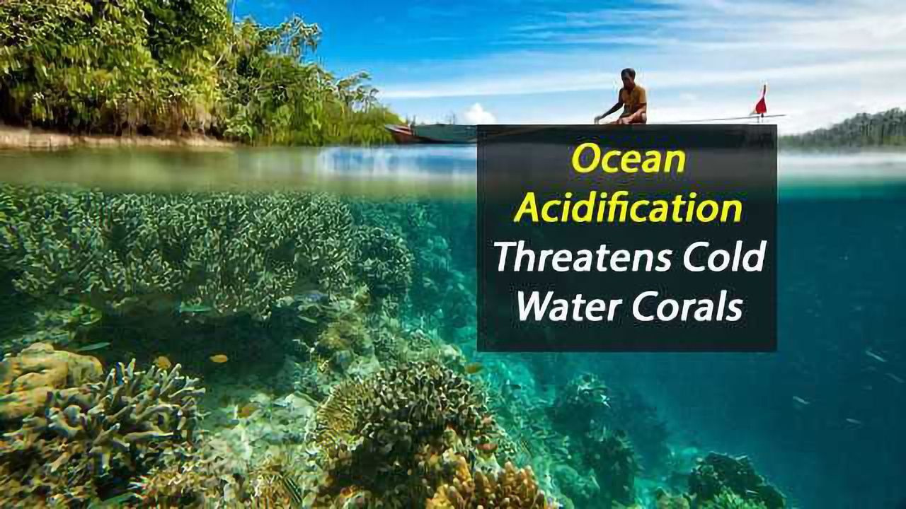 Cold-Water Corals Threatened By Ocean Acidification